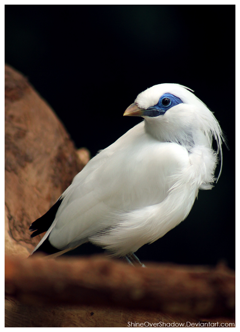 Bali Mynah 028