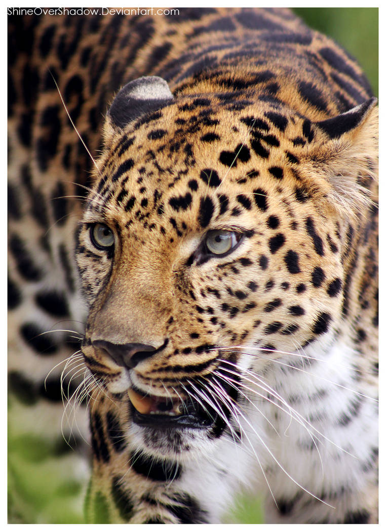 Leopard 027 by ShineOverShadow on DeviantArt