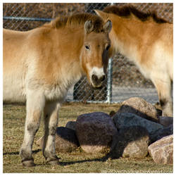 Przewalski's Horse 001