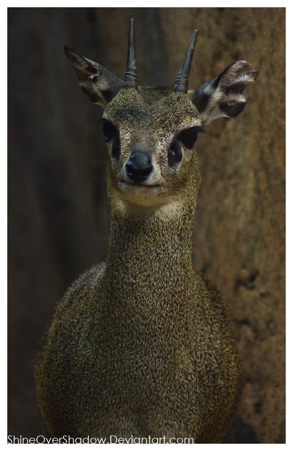 Klipspringer 001