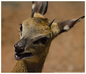 Klipspringer 002