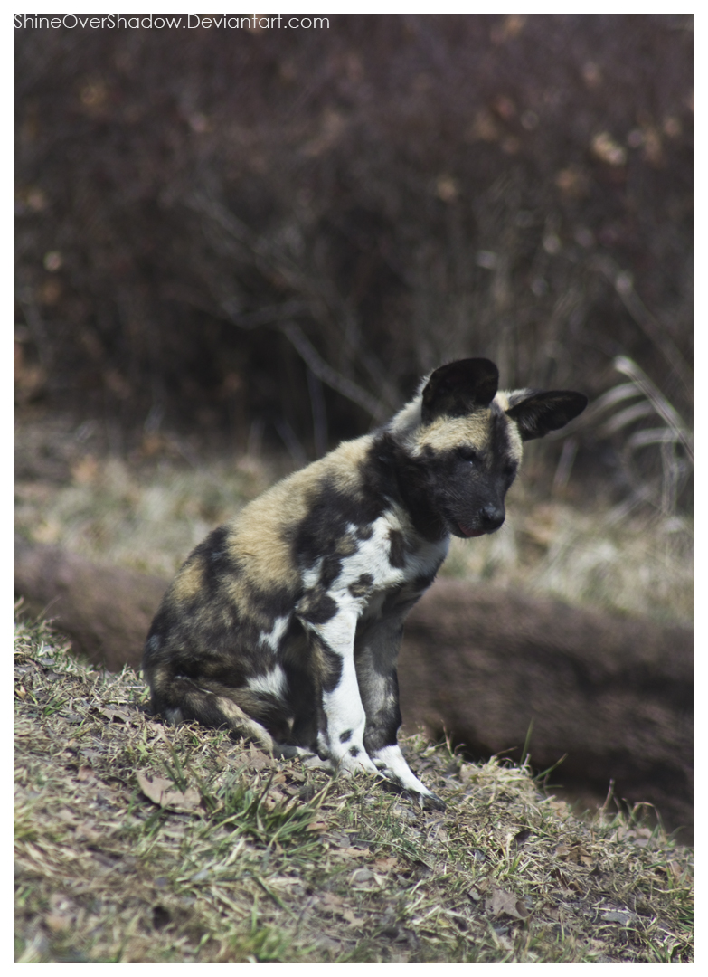 African Wild Dog - Pups 001