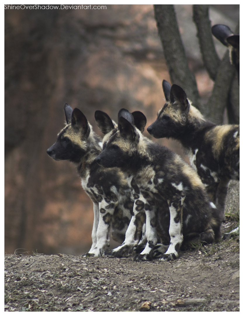 African Wild Dog - Pups 004