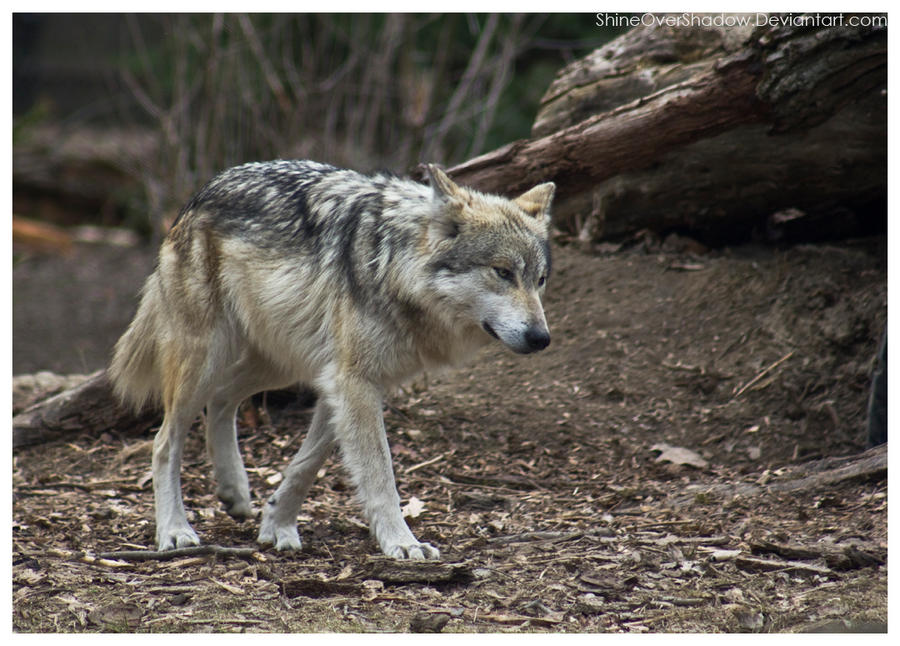 Mexican Wolf 044