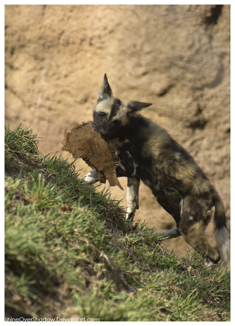 African Wild Dog - Pups 022