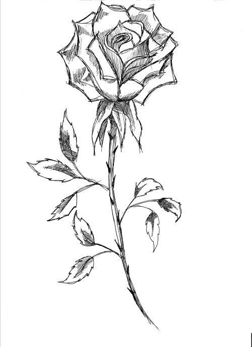 rose 8
