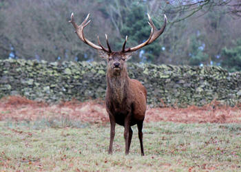 Stag at Bradgate