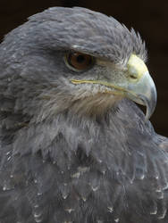 Chillean Buzzard-Eagle