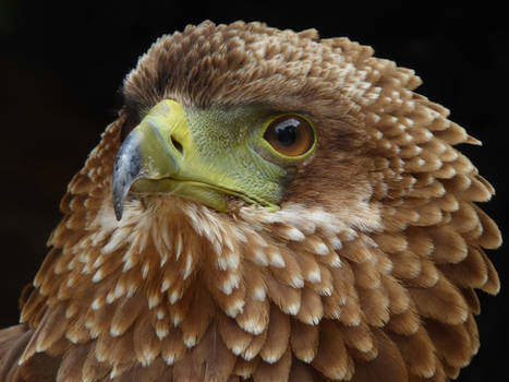 Juvenile Bateleur Eagle