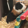 guinea pig