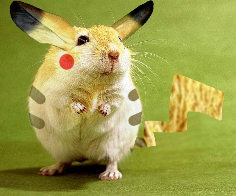 Real Life Pikachu by TaurentheToonster28 on DeviantArt