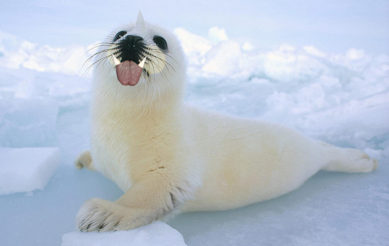 Real Life Seel by TaurentheToonster28 on DeviantArt