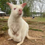 White Wallaby