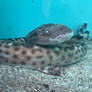 Catsharks 