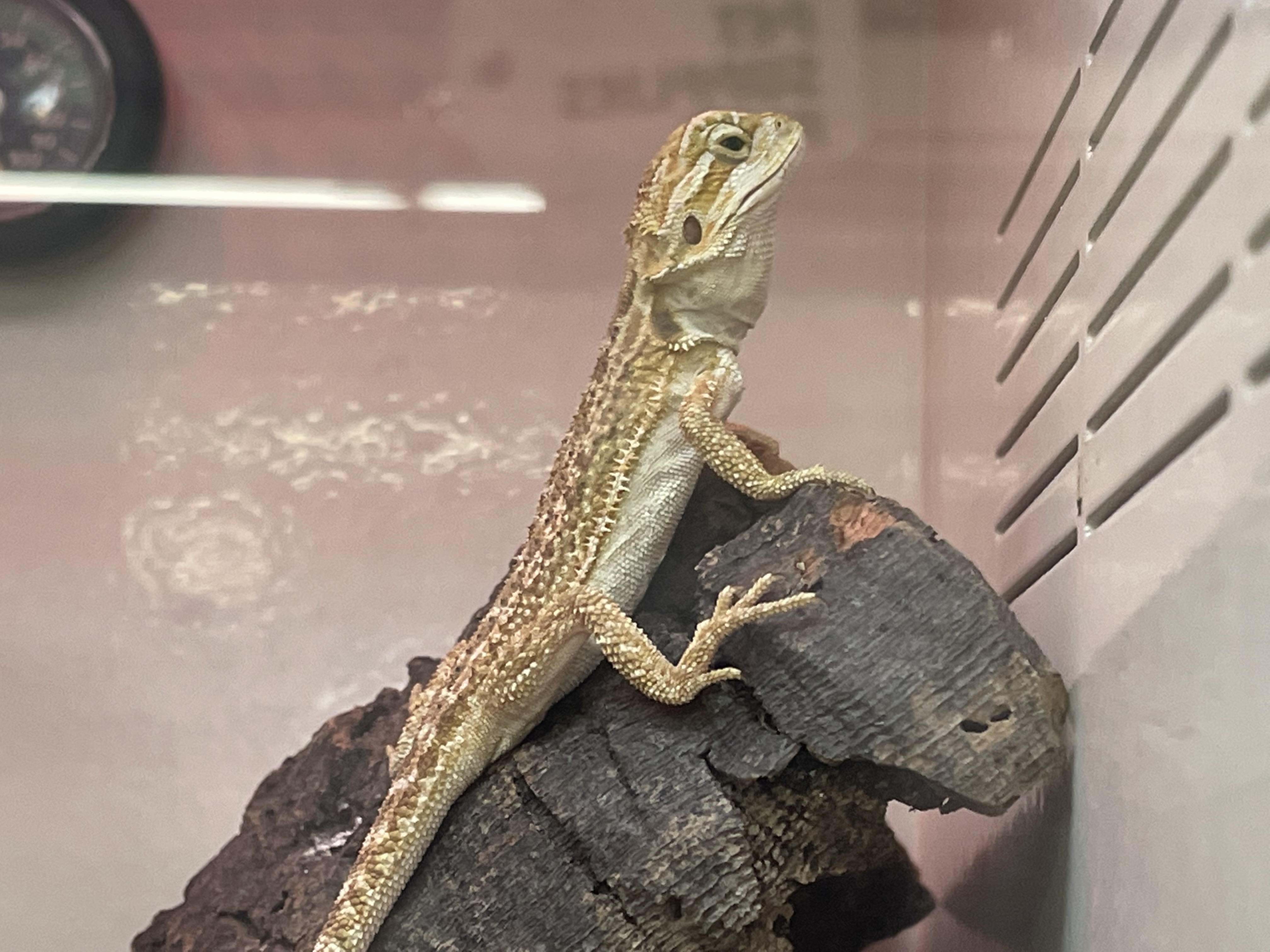 Small Bearded Dragon Small Bearded Dragon