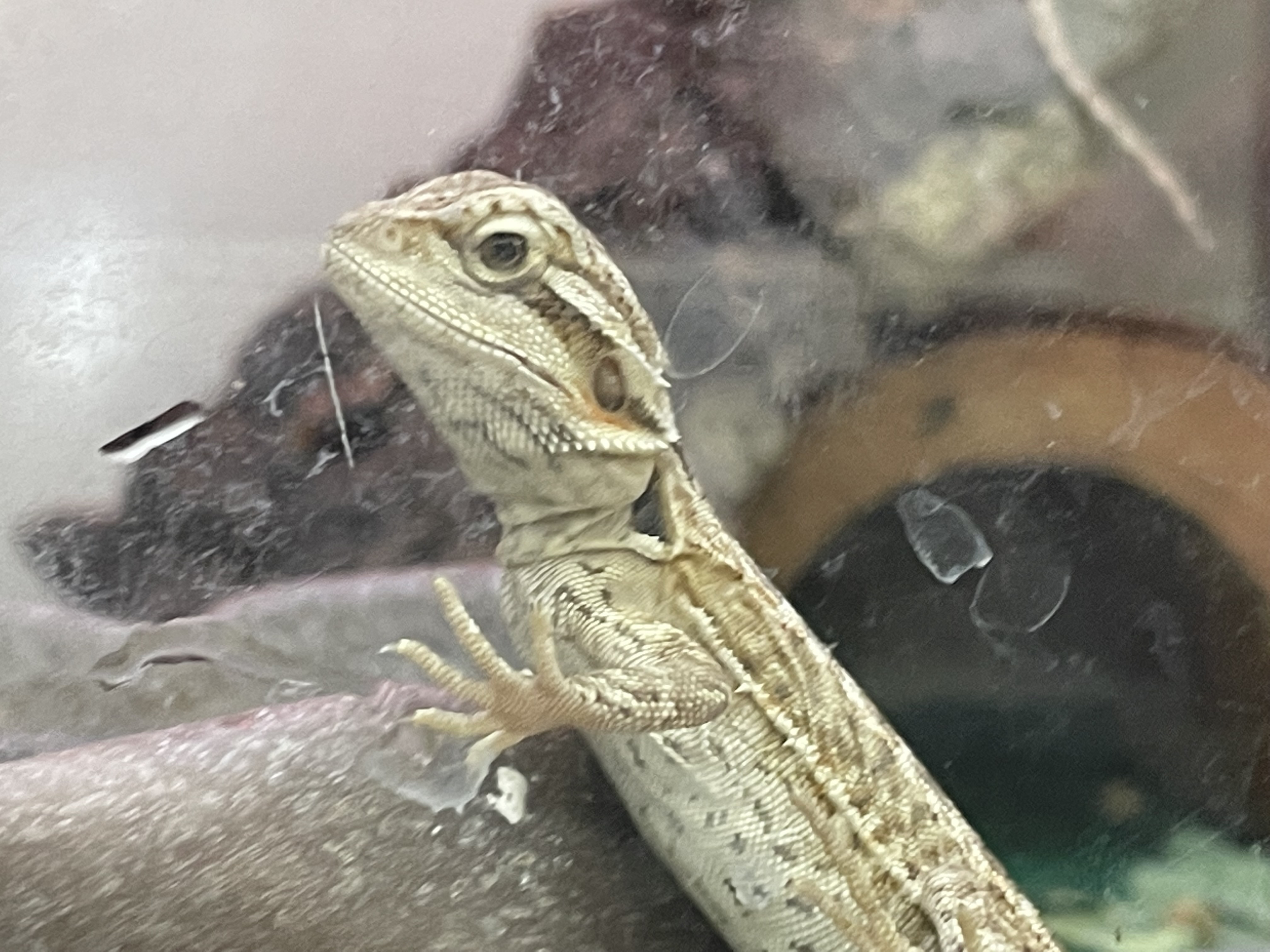 Small Bearded Dragon 2 By TaurentheToonster28 On DeviantArt Small bearded dragon 2 by taurenthetoonster28 on deviantart