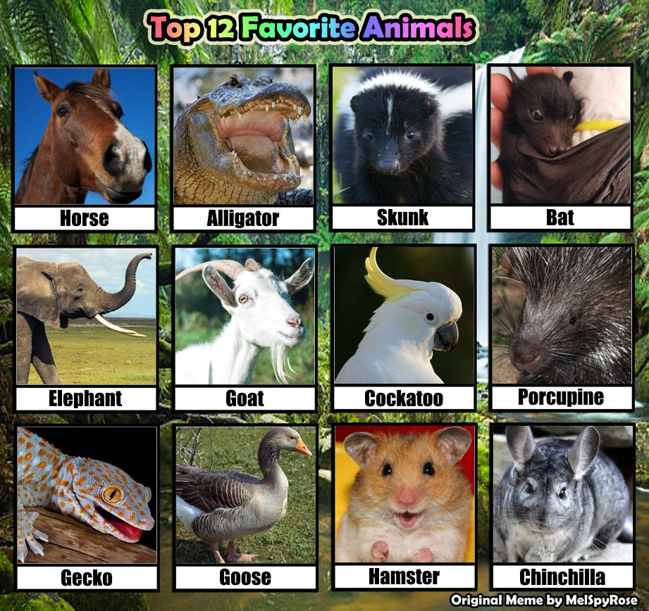 Top 12 Favorite Animals 2 By TaurentheToonster28 On DeviantArt top-12-favorite-animals-2-by-taurenthetoonster28-on-deviantart