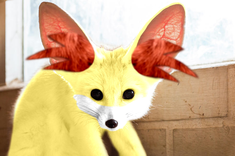 Real Life Fennekin by TaurentheToonster28 on DeviantArt