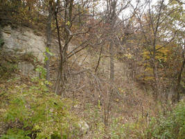Forest 2