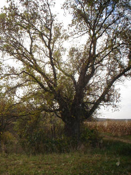Tree 5