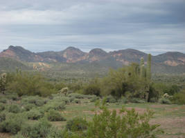 Landscape 60