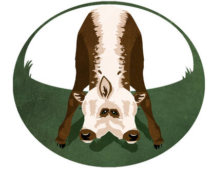 Diprosopus cow