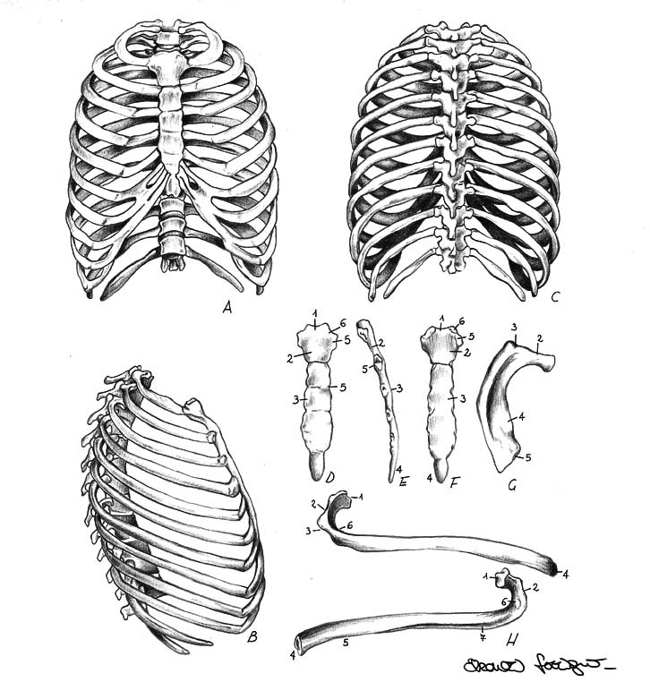 Rib cage, sternum, ribs