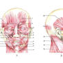 Muscles of the head