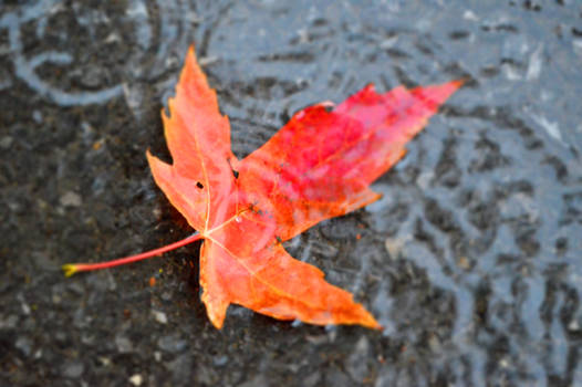 Water Drop On Leaf