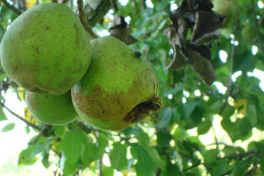 Pears and hornets