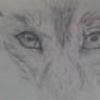 Wolf eyes sketch