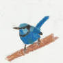 Blue Wren - Oil Pastel