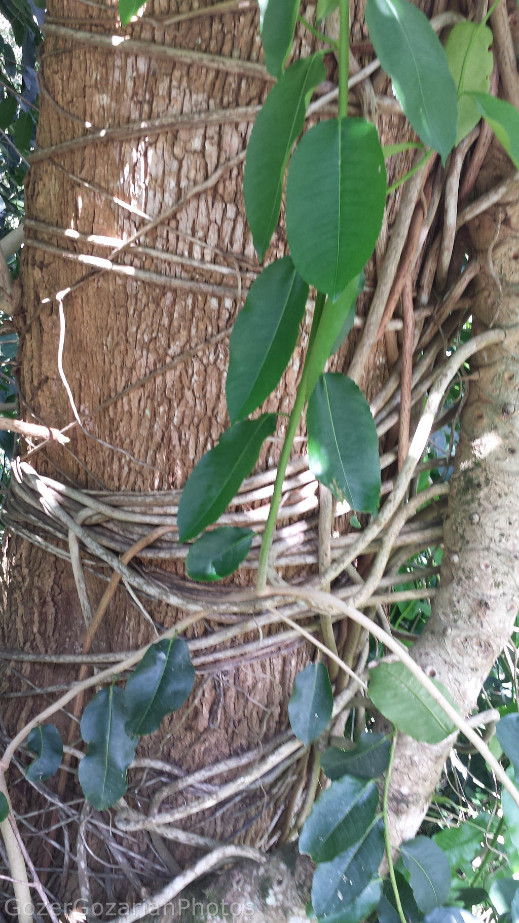 Bondage tree 122608 by GozerGozarian on DeviantArt