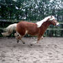 Haflinger stock