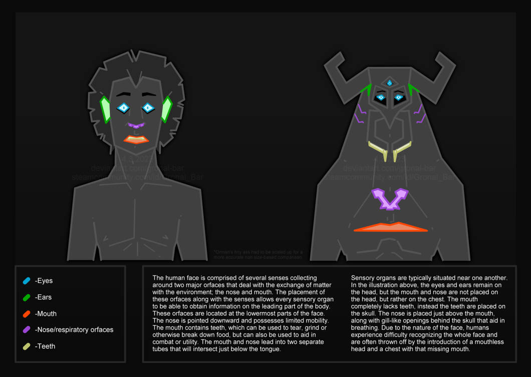 Facial Structure by Gronal-Bar on DeviantArt