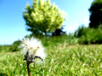 Dandelion in the sun