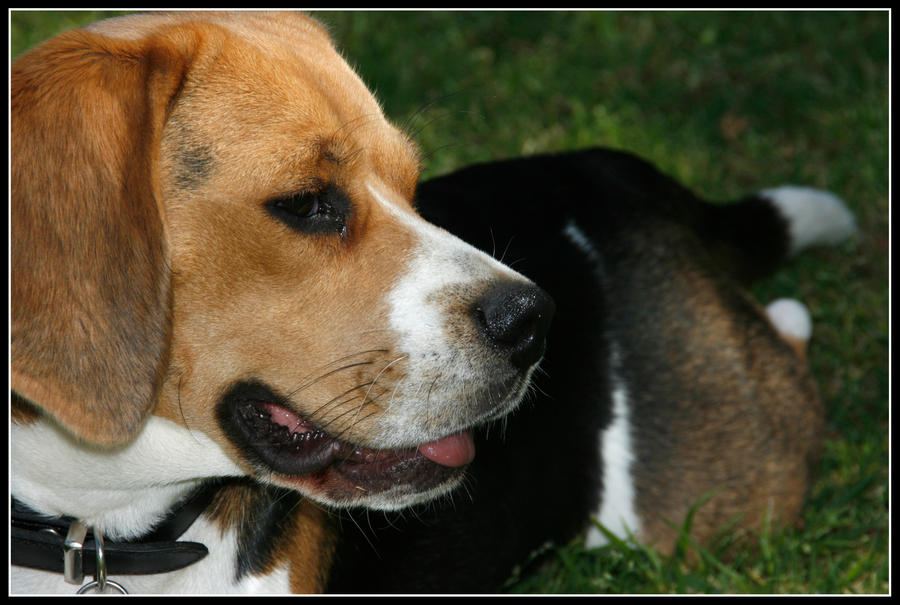 Princess Zoe 3 by sneakye on DeviantArt