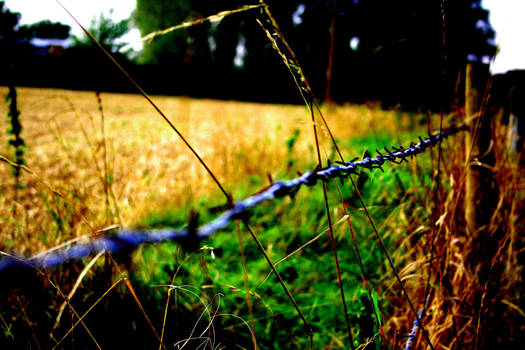 Barbed Wire