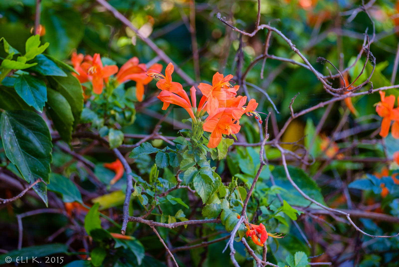 Flowers, Ramat Gan