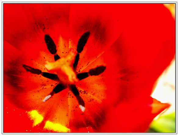 Red tulip