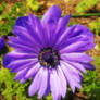 anemone 01