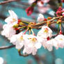 cherry blossoms 06