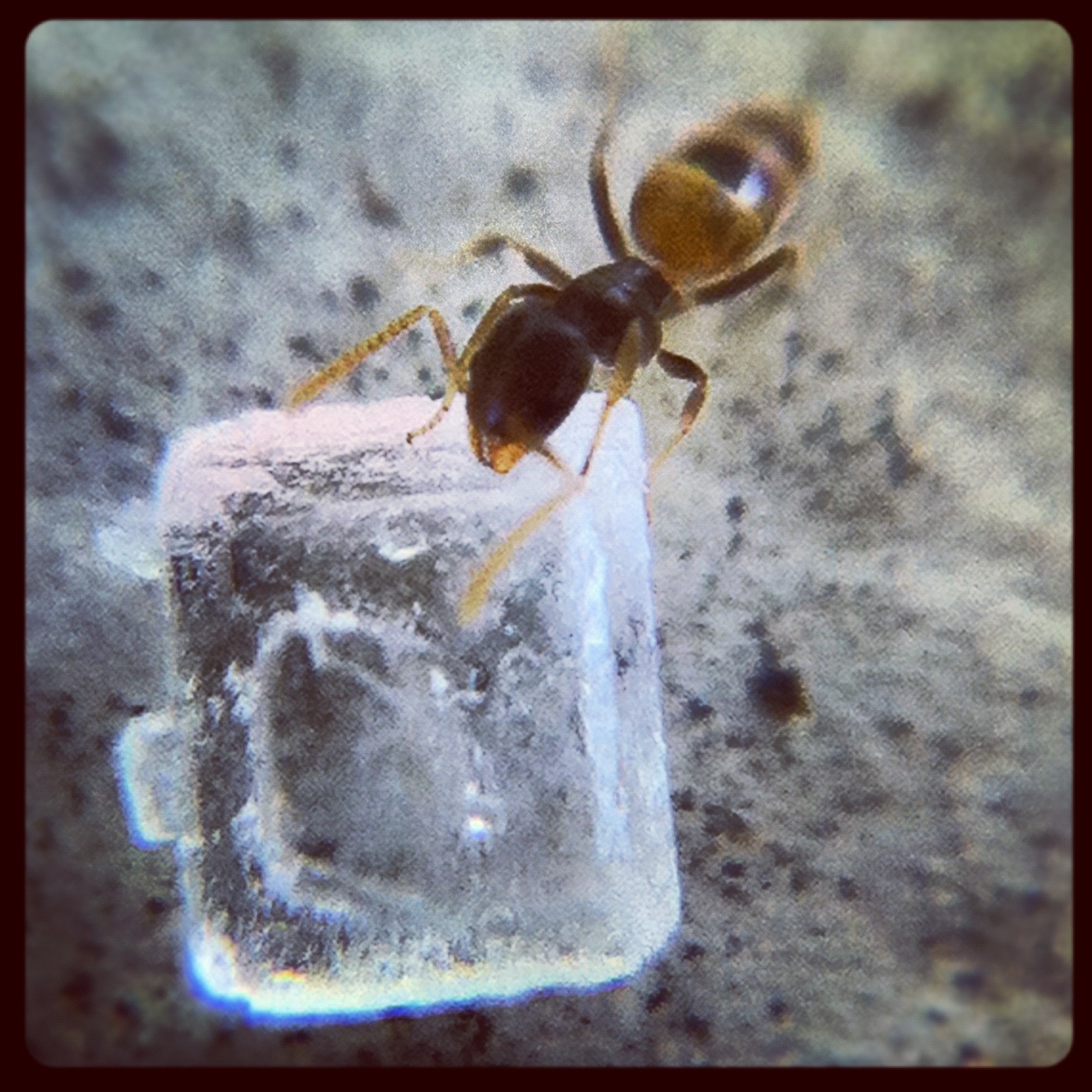 An Ant and A Grain of Sugar