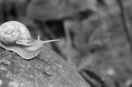 Snail