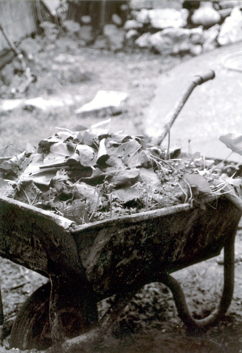 Wheelbarrow Full of Green