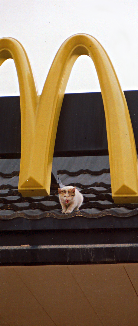 McCat