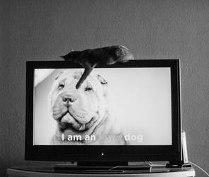 cat on TV