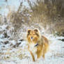 Erick the sheltie in the snow!