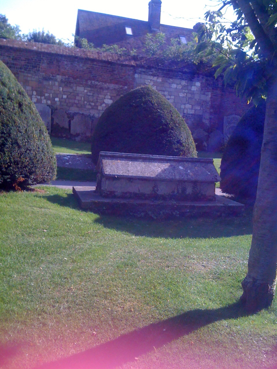 plants in the way of grave stones