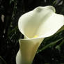 Calla lilly